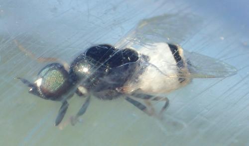 Nemotelus subuliginosus